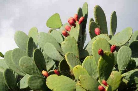 Cook With Prickly Pear Cactus Pads Image